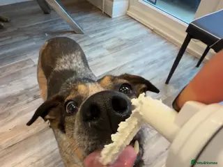 Mixed Breed dogs ❤️ Sweet Cindy is ready for a quiet forever home! - Advert 1