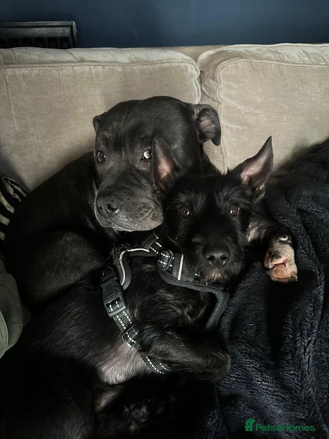 Mixed Breed dogs for adoption: 💙🐶 BUDDY 🐶💙 - Image 19