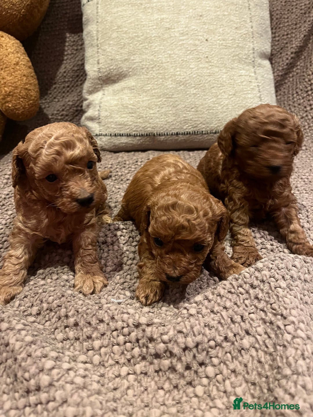 Toy Poodle dogs for sale: Teddy bear red asian/toy poodle puppies 🧸  - Advert 26