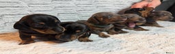 Dachshund dogs for sale: 6 Absolutely stunning dachshund  puppies for sale - Advert 1