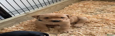 Labrador Retriever Puppy 5