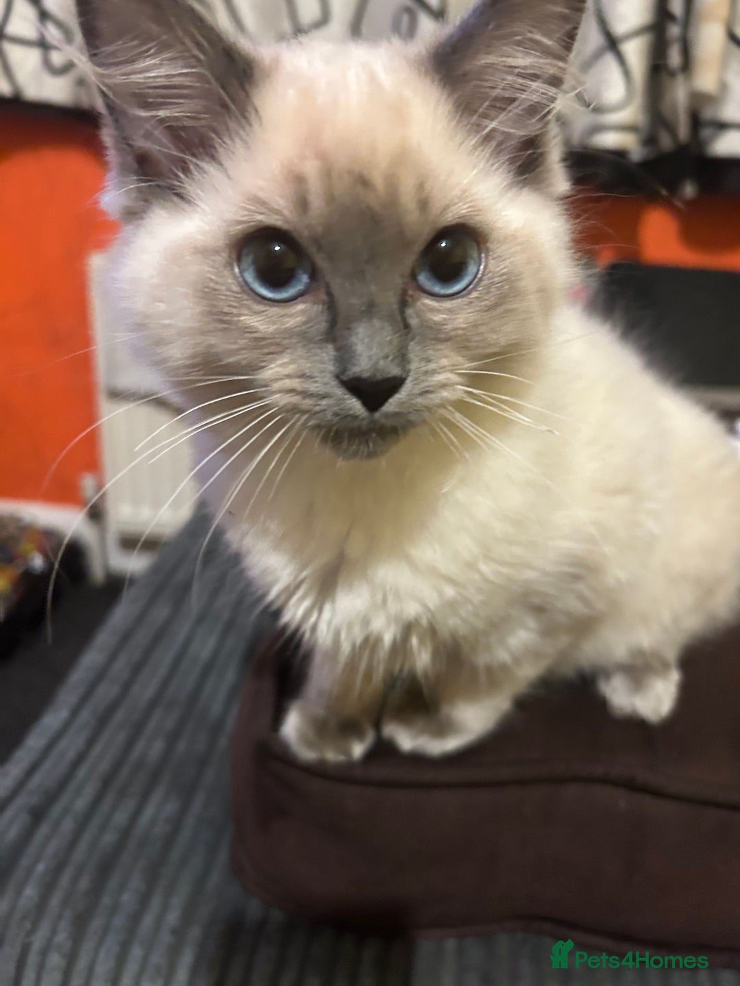Ragdoll cats for sale: Ragdoll kittens - male - Advert 14