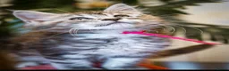 Maine Coon cats for sale:  Reduced full breed Maine coon kittens ready now  - Advert 8