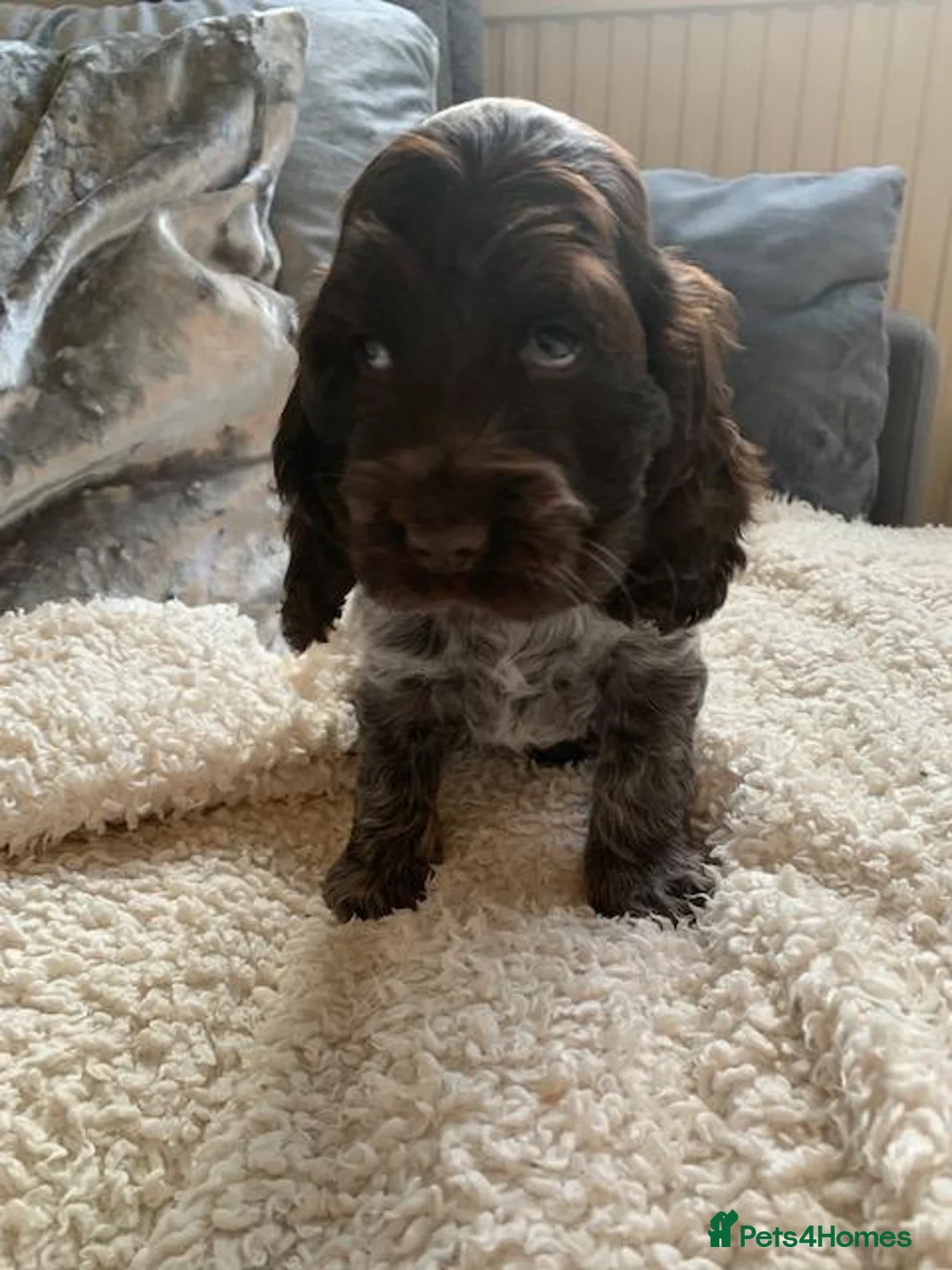Cocker Spaniel dogs for sale: kc registered chocolate show type cockers - Advert 15