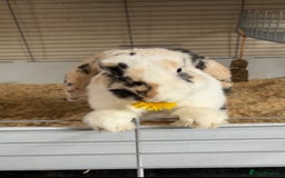 English Lop rabbits for sale: Lop looking for a new home - Image 3
