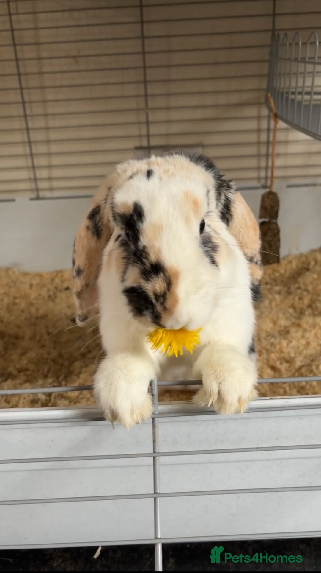 English Lop rabbits for sale: Lop looking for a new home - Image 3