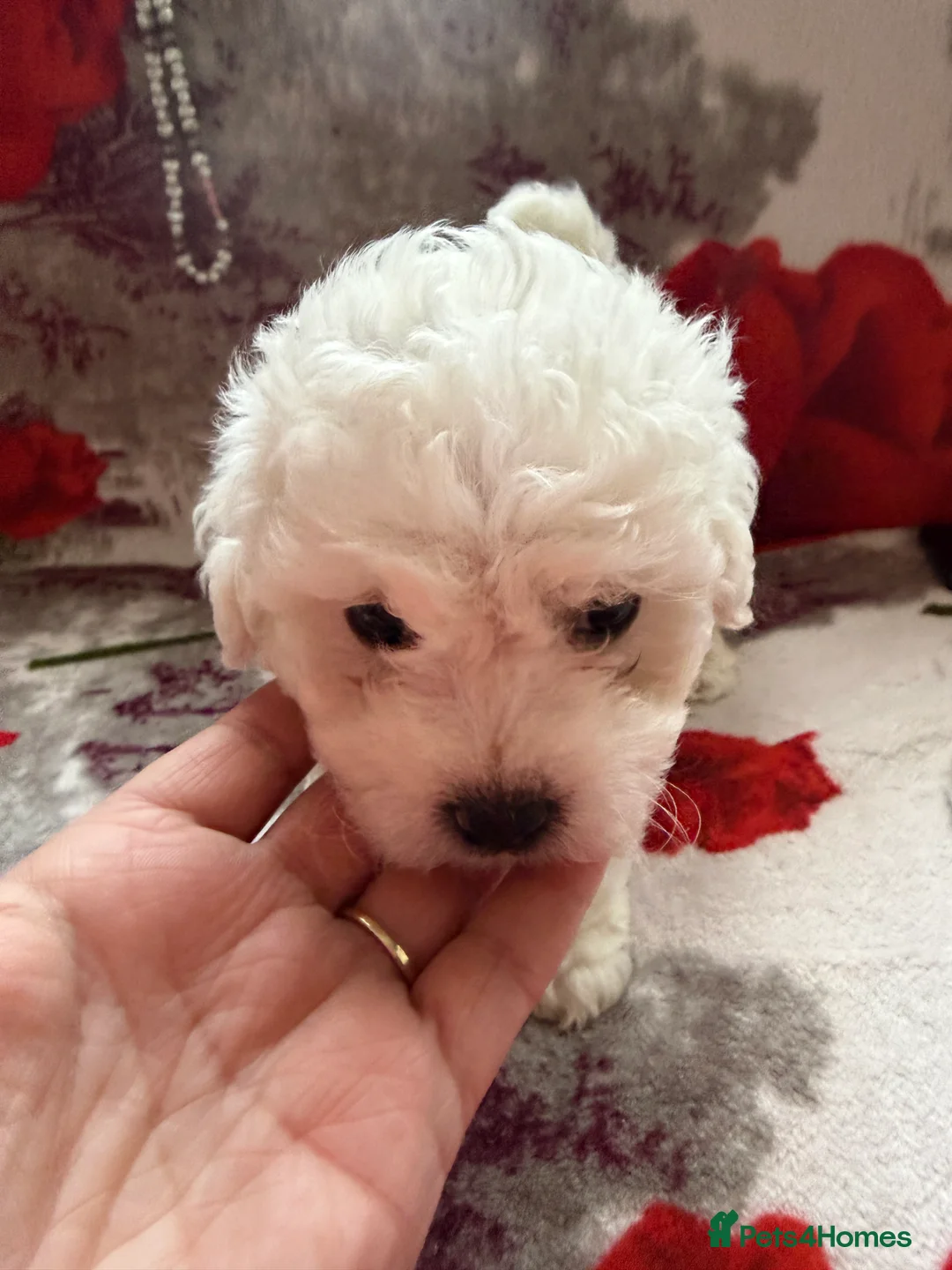 Bichon Frise dogs for sale: The Pedigree Club Bichon Frise Puppies - Advert 6
