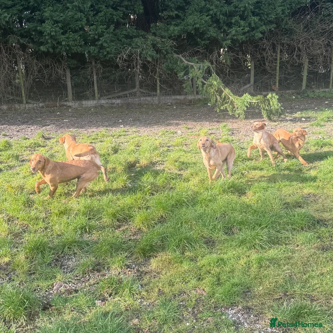 Labrador Retriever dogs for sale: 🧡 Older Yellow & Red RKC Labrador Boys 💛 - Advert 15