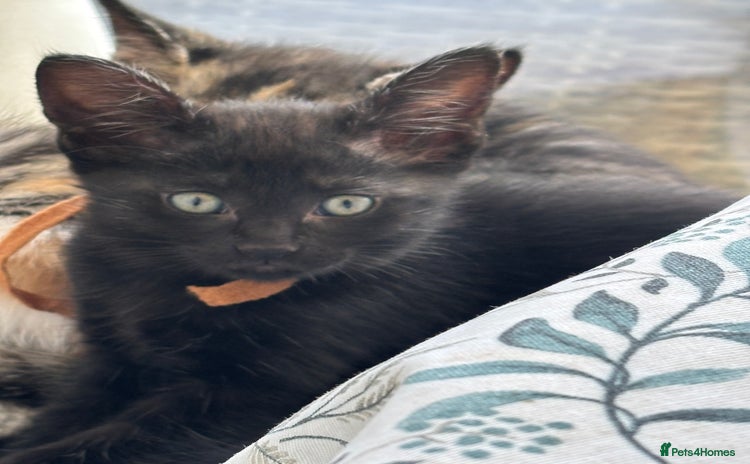Mixed Breed cats - Advert 15