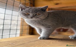 British Shorthair cats for sale: British Shorthair Blue Boy | Registered  - Image 1