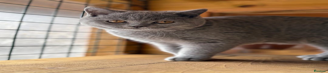 British Shorthair Kitten 1