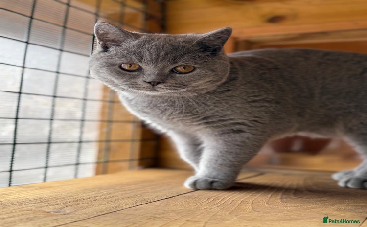British Shorthair cats - Advert 1