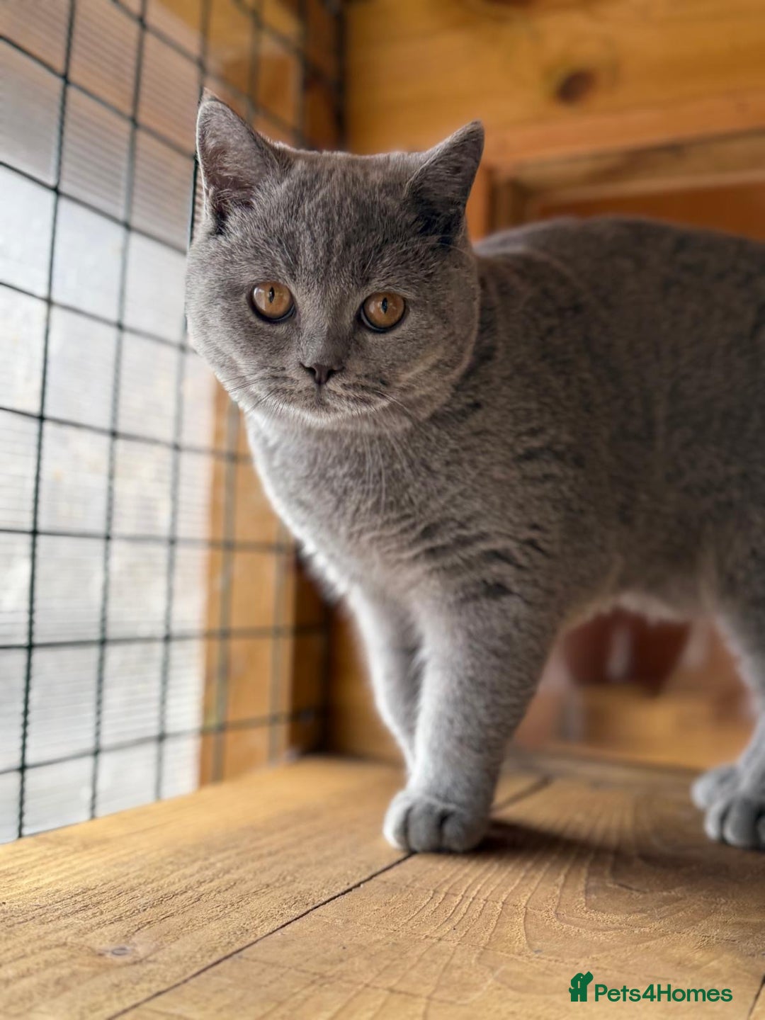 British Shorthair cats for sale: British Shorthair Blue Boy | Registered  - Image 1