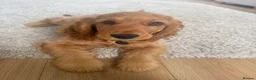 Cocker Spaniel dogs for sale: 6 Month Male Show Cocker Spaniel  - Advert 10