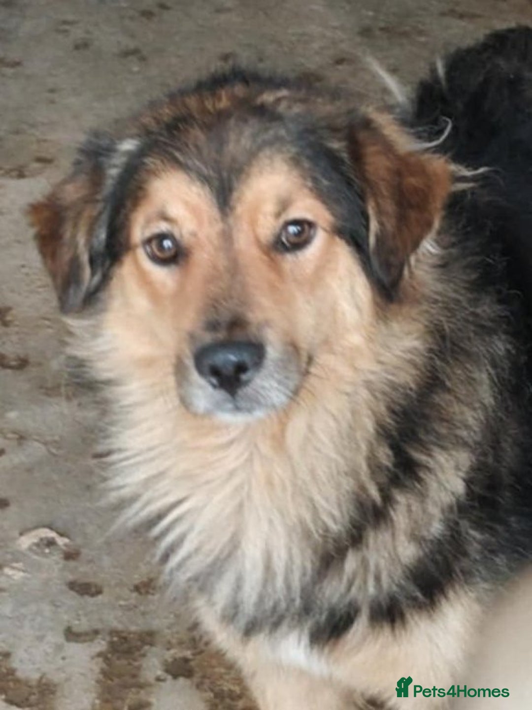 Mixed Breed dogs for adoption: Mookie 🐾✨ A Little Lion with the Softest Heart - Advert 4