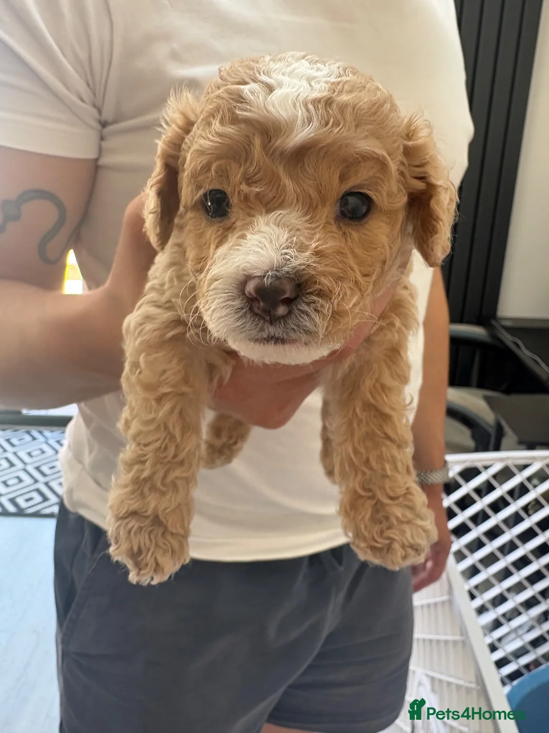 Cavapoo dogs for sale: 4 cavapoo boys. Ready to go on 17th july - Advert 2
