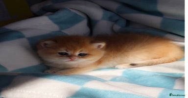 British Shorthair cats 🧿✨Exclusive Golden British Shorthair babies 🧿 - Advert 6