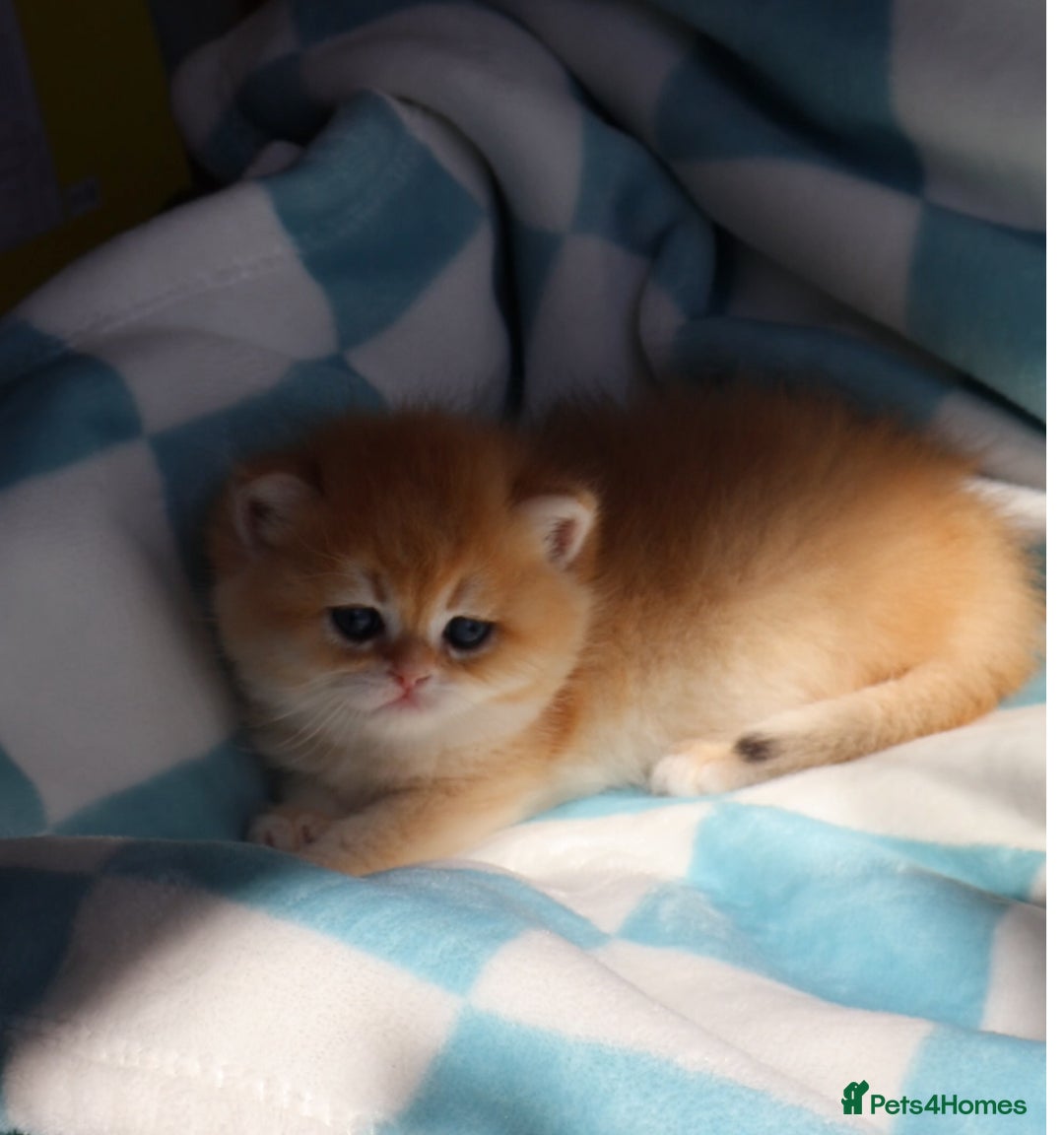 British Shorthair cats for sale: 🧿✨Exclusive Golden British Shorthair babies 🧿 - Advert 3