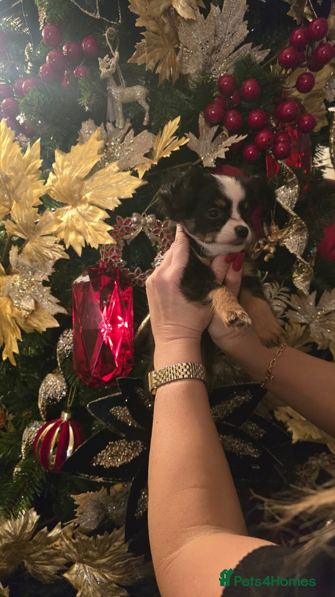 Chihuahua dogs for sale: Chihuahua long-haired female  - Advert 4