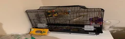 Lovebirds birds for sale: Lovebirds Paired. Young. Cage and toys included in Manchester - Advert 20