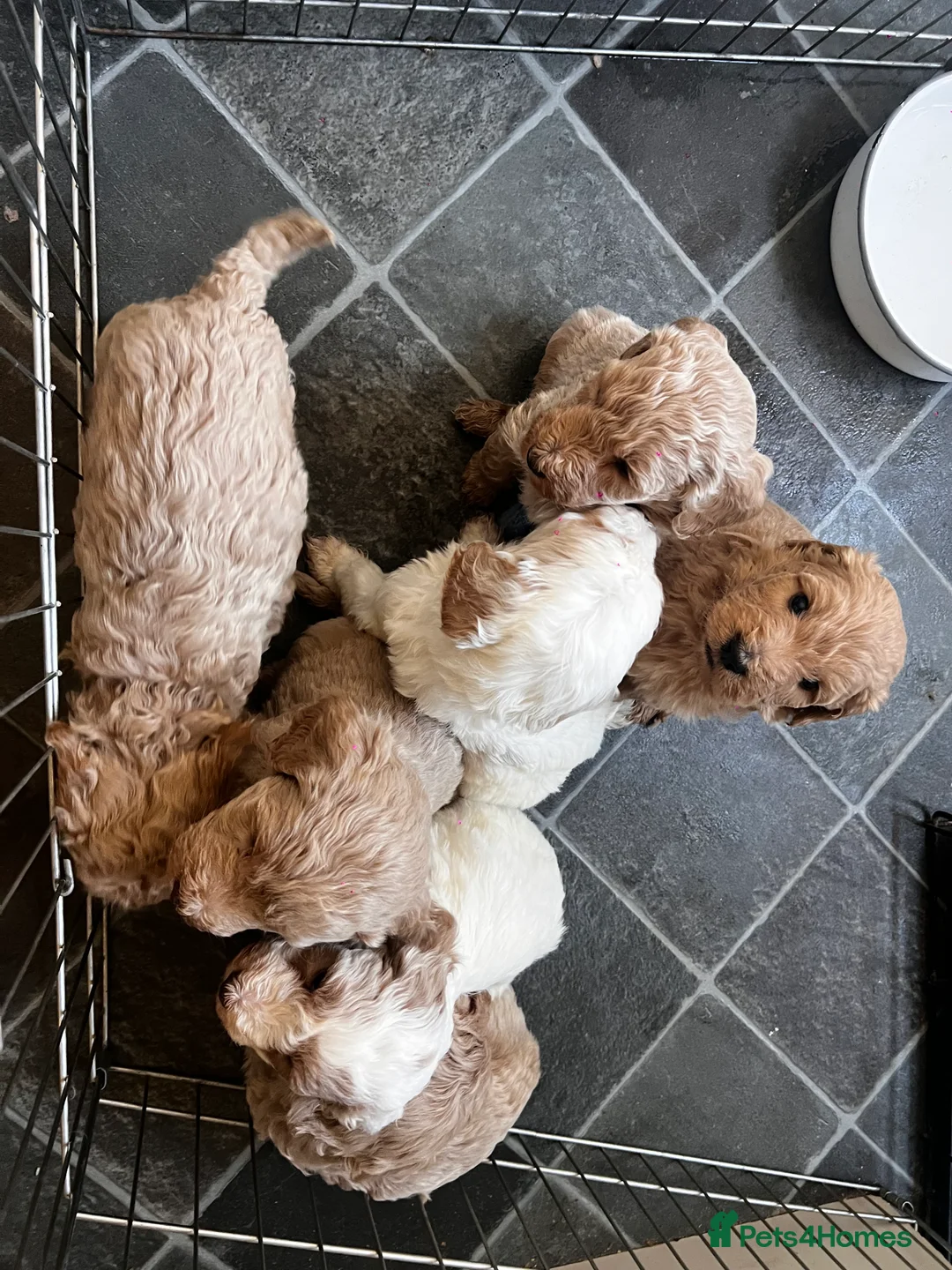 Mixed Breed dogs for sale: Exceptional Australian labradoodle /Double Doodles - Advert 3