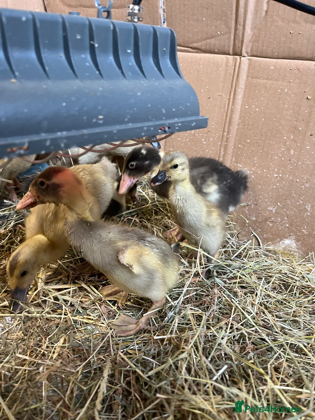 Ducks poultry for sale: Unsexed Runner ducks in Crewkerne - Advert 5