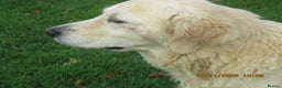 Golden Retriever dogs for sale: golden retriever kc reg x stud dog - Advert 6
