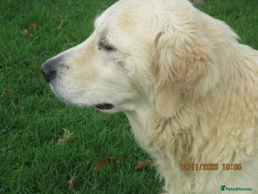 Golden Retriever dogs for sale: golden retriever kc reg x stud dog - Advert 6