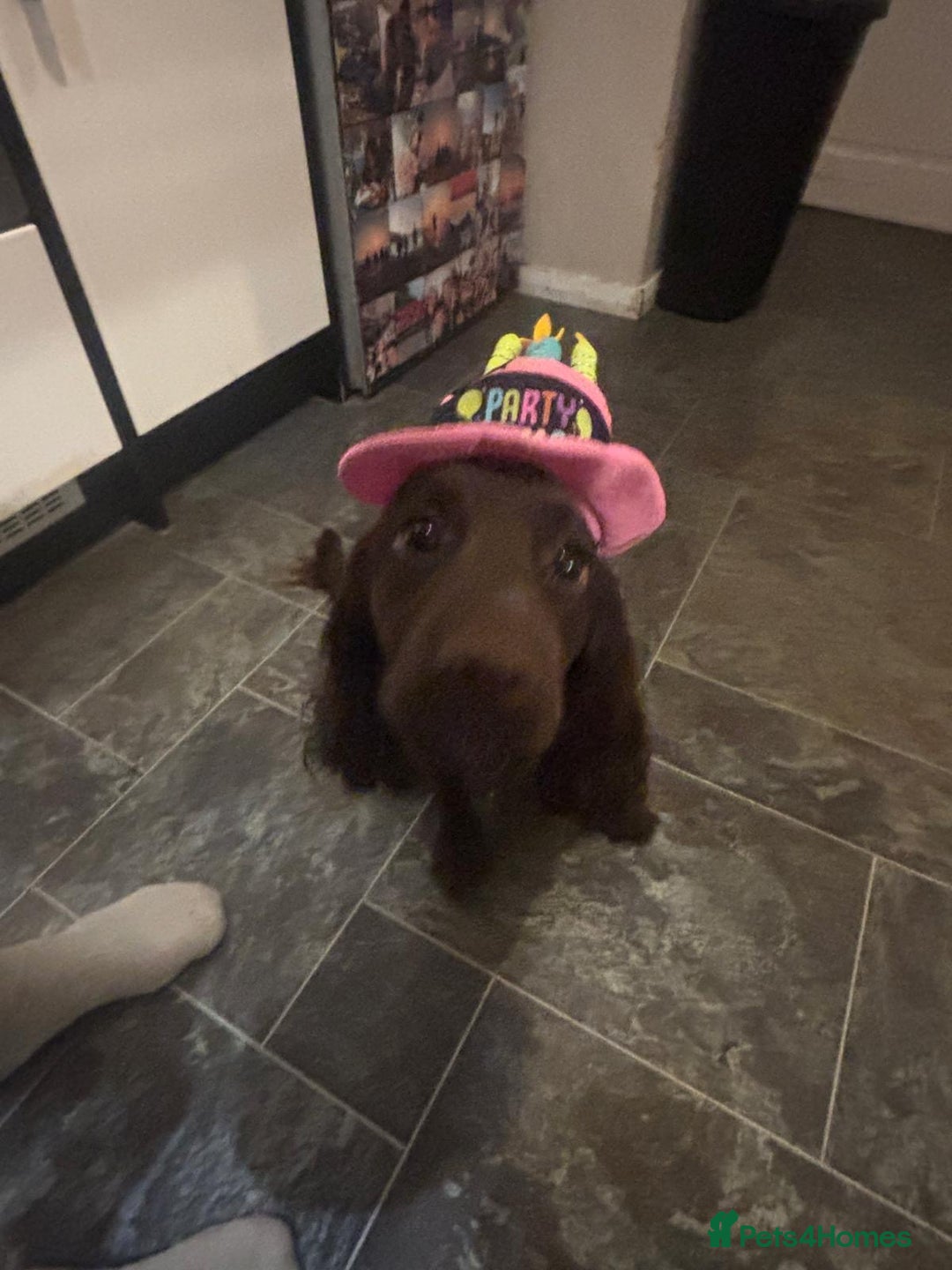 Mixed Breed dogs for sale: Family dog for rehoming  - Advert 3