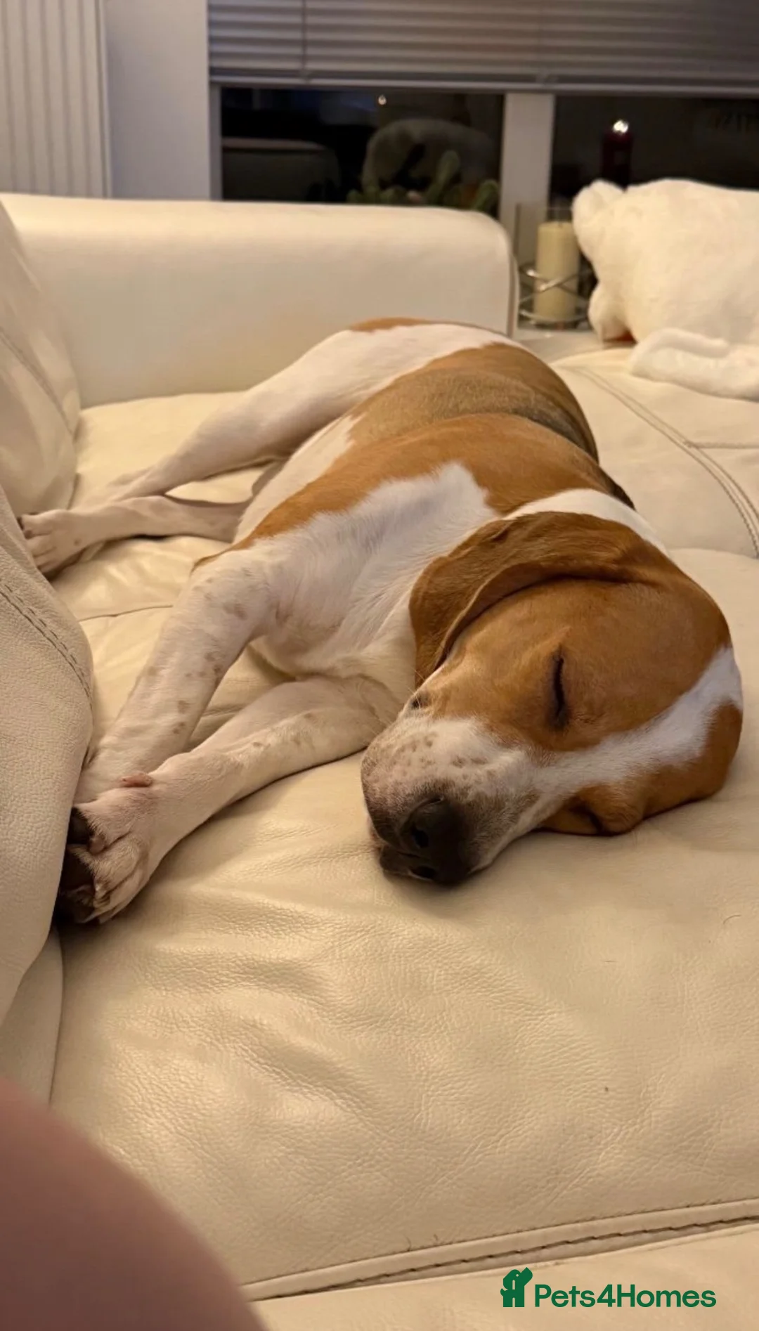 Beagle dogs for sale: 4 year old Beagle Boy in Derby - Advert 7