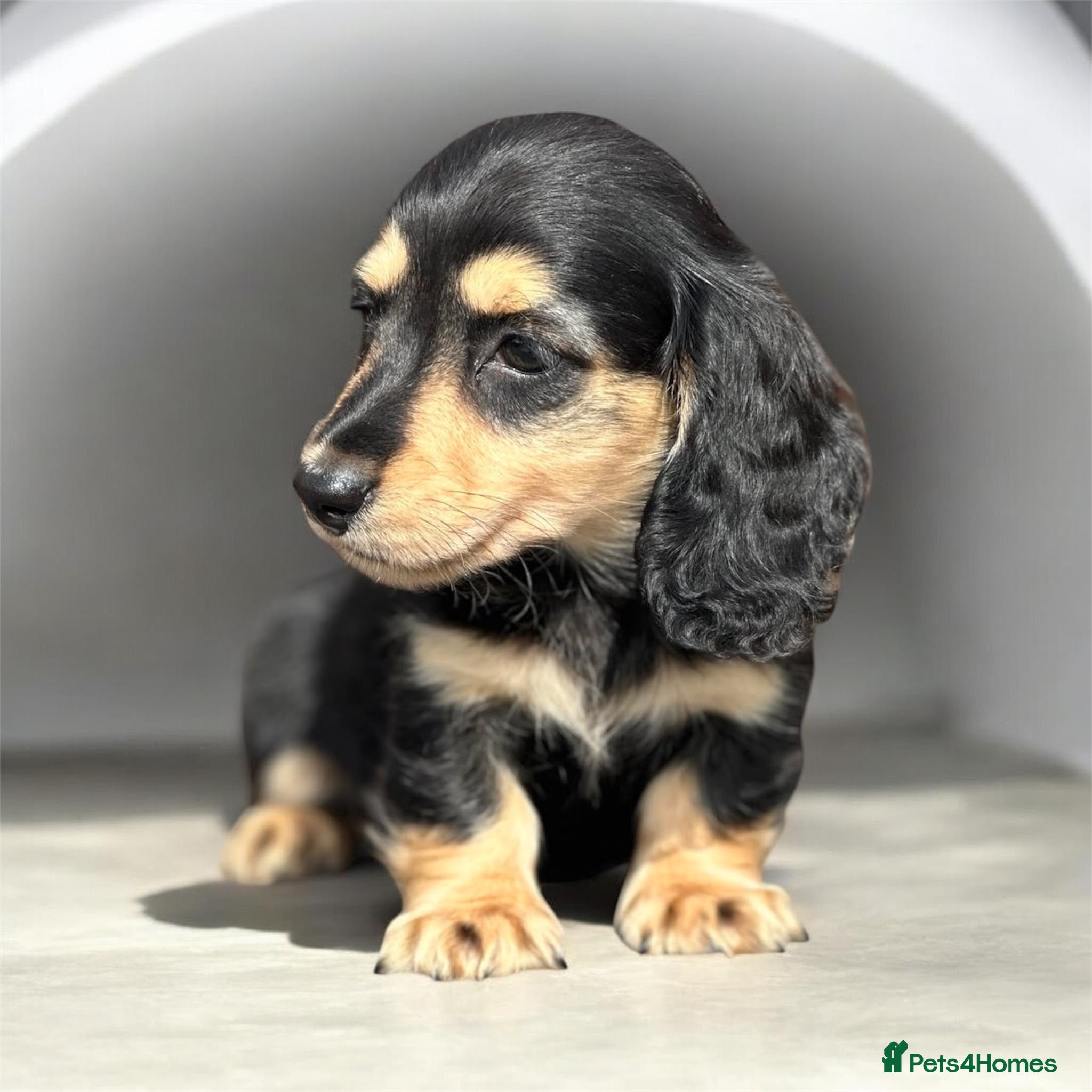 Miniature Dachshund dogs KC mini longhaired brindle dachshund  - Advert 16