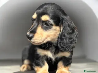 Miniature Dachshund dogs KC mini longhaired brindle dachshund - Advert 16