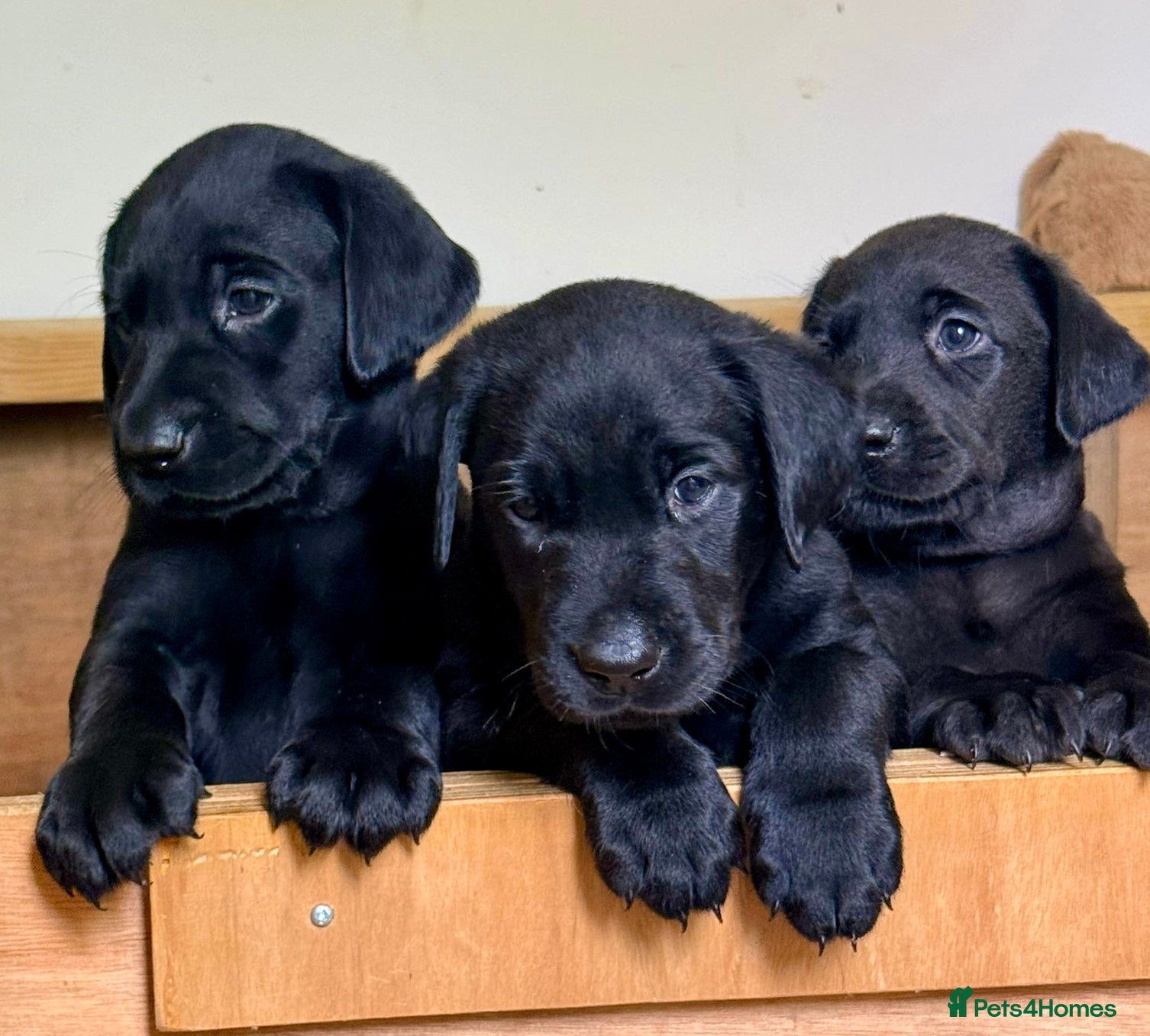 Labrador Retriever dogs 🐾 Beautiful Labrador Puppies - 2 left 🐾  - Advert 5