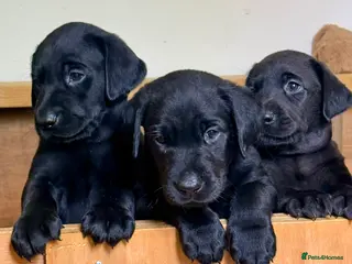 Labrador Retriever dogs 🐾 Beautiful Labrador Puppies - 2 left 🐾 - Advert 1