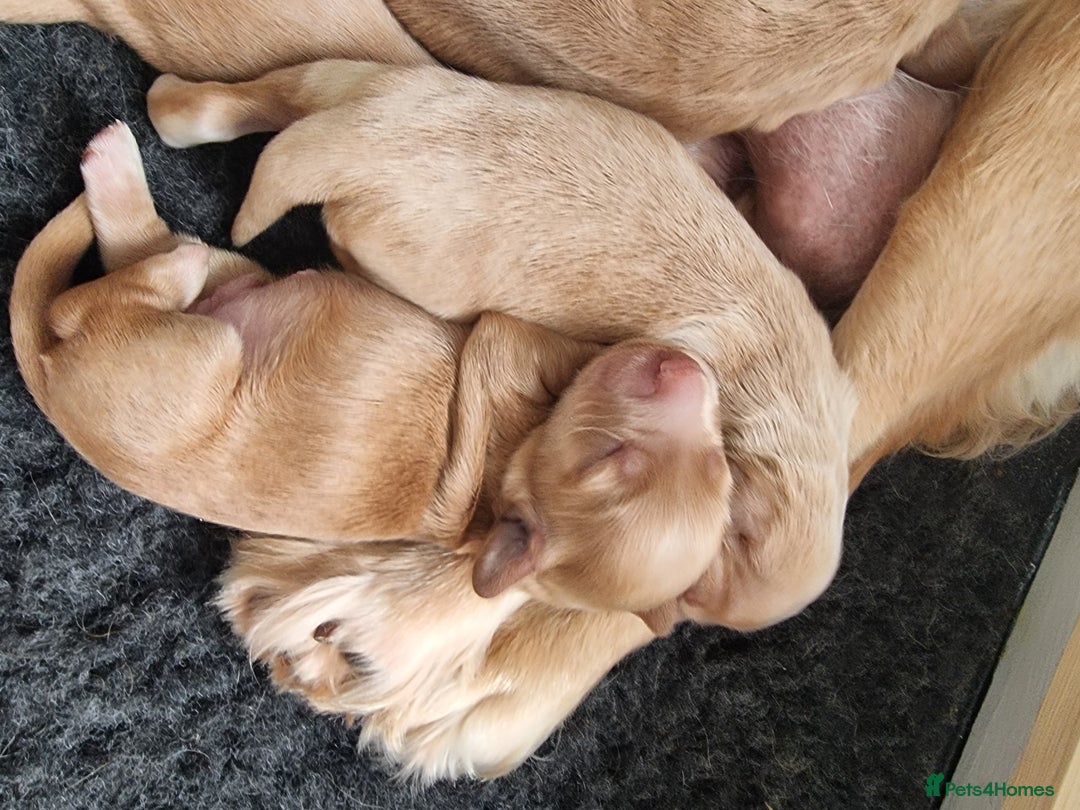 Cocker Spaniel dogs for sale: Working Cocker Spaniel Puppies for Sale - Image 10