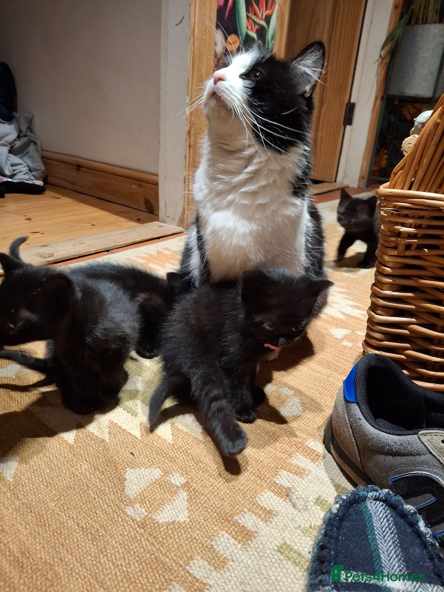 Mixed Breed cats Black kittens  - Advert 1