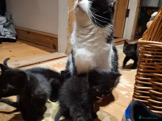 Mixed Breed cats Black kittens - Advert 1