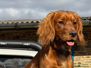 Cocker Spaniel dogs - Advert 11