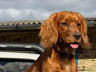 Cocker Spaniel dogs FULLY HEALTH TESTED STUD - Advert 1