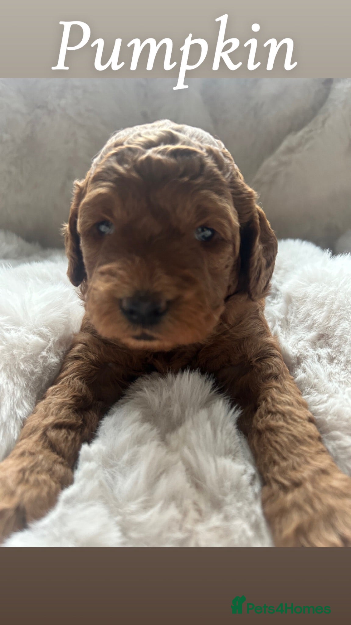 Mini Goldendoodle dogs F4B Miniature Goldendoodles - Advert 1