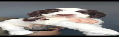Jodi