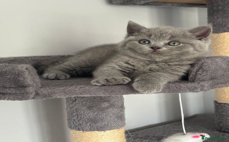British Shorthair cats - Advert 12