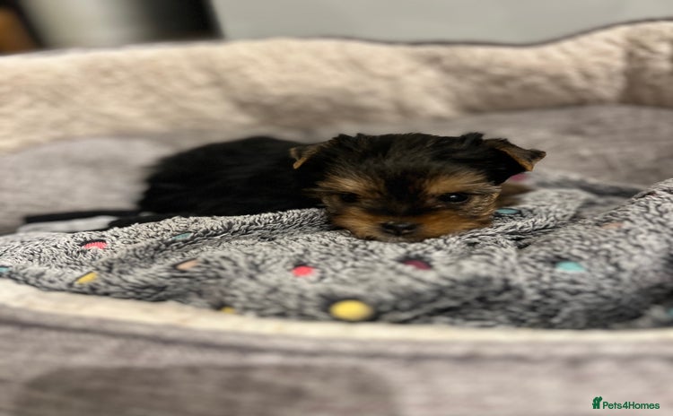 Yorkshire Terrier dogs Beautiful Mini Yorkshire Terrier very small girl  - Advert 2