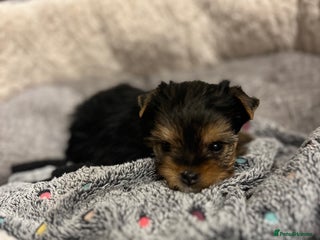 Yorkshire Terrier dogs Beautiful Mini Yorkshire Terrier very small girl - Advert 11