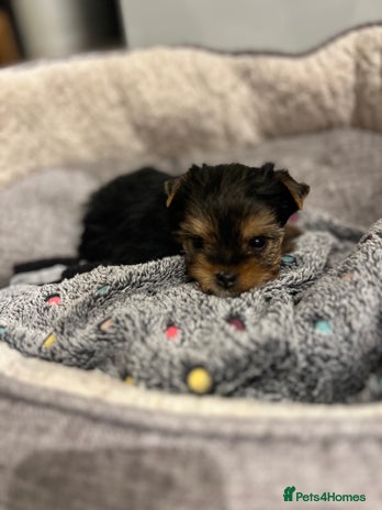 Yorkshire Terrier dogs Beautiful Mini Yorkshire Terrier very small girl - Advert 2