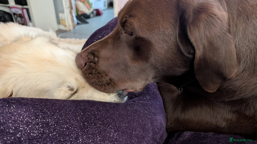 Labrador Retriever dogs for sale: Milo- Chocolate Lab 2 and a half - Advert 2