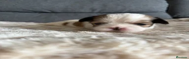 Lhasa Apso Puppy 3