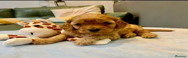 Cavapoo 3