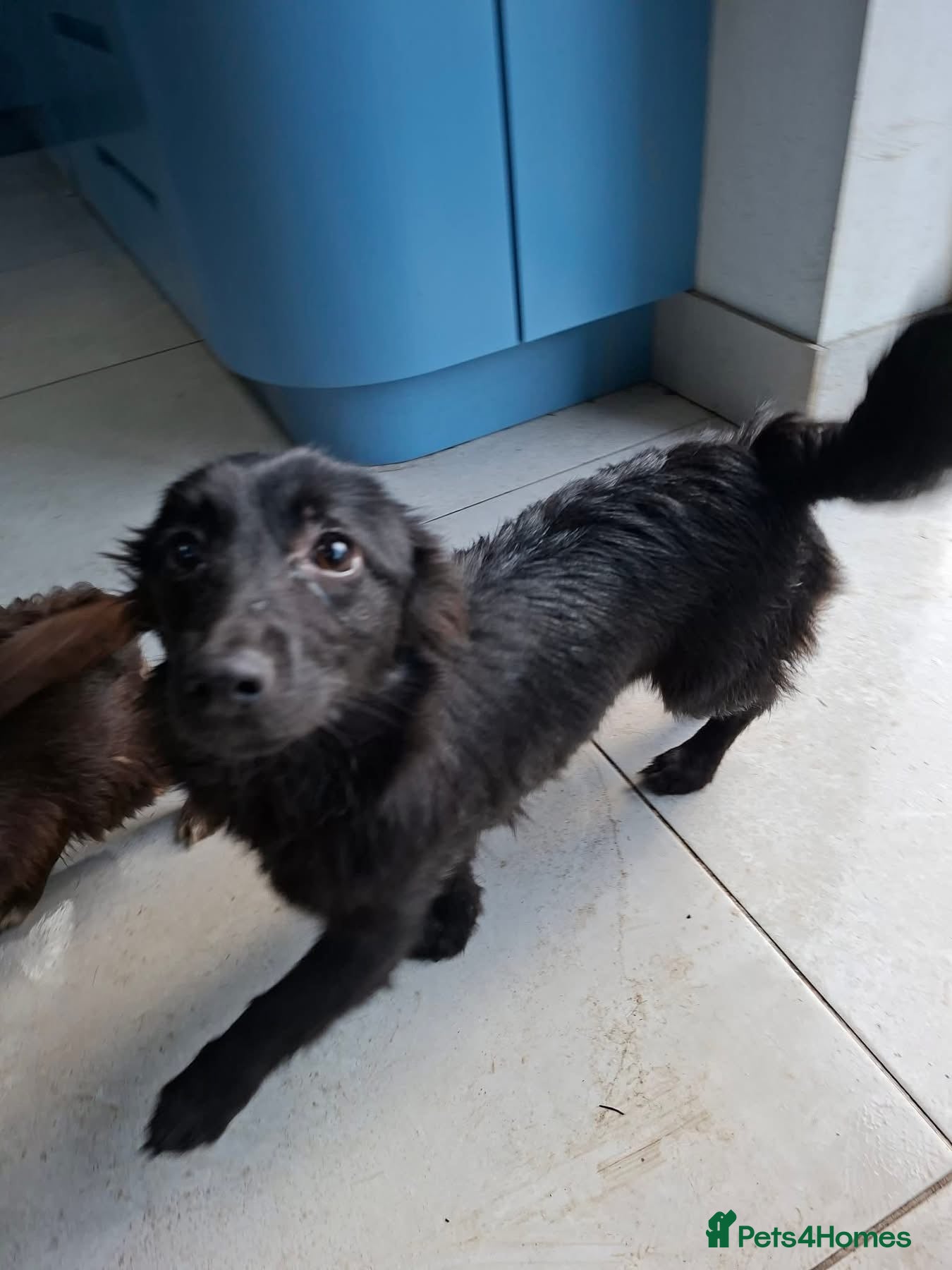 Mixed Breed dogs June - north Walsham Norfolk  - Advert 2