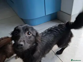 Mixed Breed dogs June - north Walsham Norfolk - Advert 11